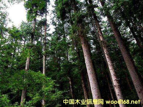 �������Ռ��ݵ�ľ���YԴ�Լ�ľ�ļӹ��I(y��)����