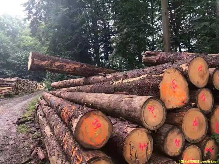 德國云杉的詳細(xì)介紹