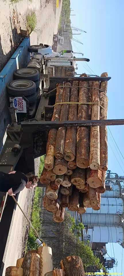  ����Ӳ�sľ