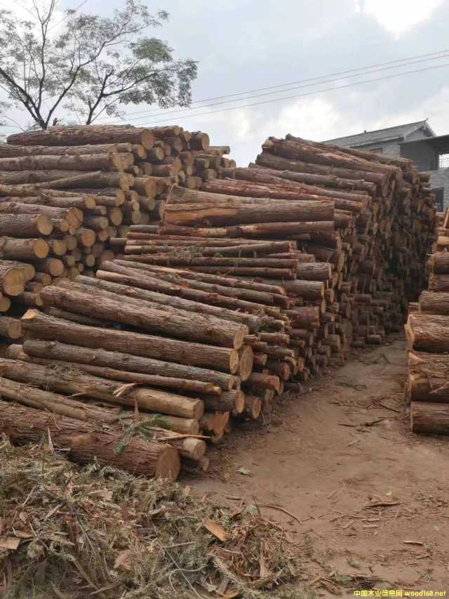 �c(di��n)���鿴��ľ�Ŵ�DƬ