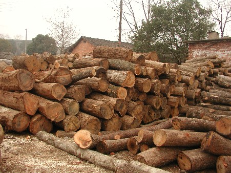 �c���鿴����ľ,��ľ(�t��,����)��ľ,���ľ.�Ŵ�DƬ