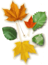 ����ԭľ��ľ�ĵ�Ԕ��(x��)��B