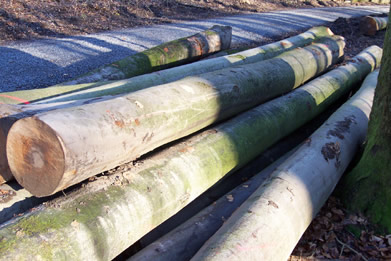 �W�ޙ�ľ��Ԕ��(x��)��B