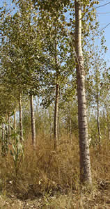 �����S�a(ch��n)���Ŀ��Ԕ����B