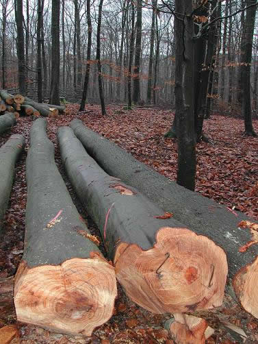 ��(gu��)��ľ��Ԕ��(x��)��B