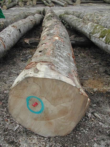 �W�ޗ�ľ��Ԕ��(x��)��B