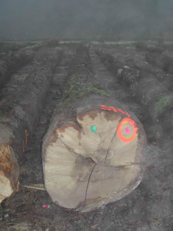 ��(gu��)��ľ��Ԕ��(x��)��B