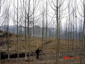 �F�ݻ��ؘO�ѵ����ؗl����Ԕ����B