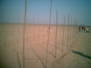 �����S�a(ch��n)�òė���ֵ�Ԕ��(x��)��B