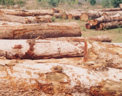 ���鼰̩��(gu��)��ľ,���黨��ľ,����ľ�Ȗ|�ρ�ľ�ĵ�Ԕ��(x��)��B