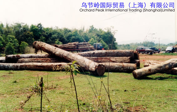 MAKA WOOD��Ԕ��(x��)��B